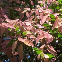 Syzygium luehmannii 'Lulu' - Lilly Pilly